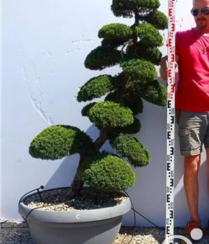 Juniperus chin.'Kishu'