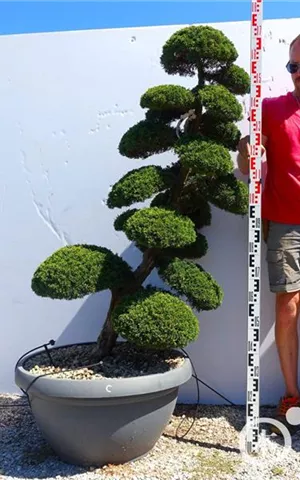 Juniperus chin.'Kishu'