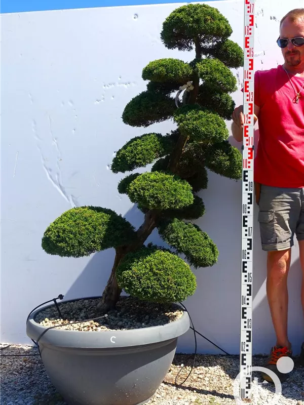 Juniperus chin.'Kishu'