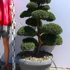 Juniperus chin.'Kishu', Gartenbonsai K16L - 100