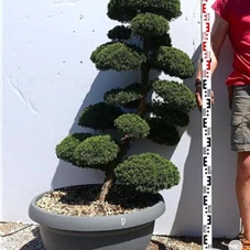 Juniperus chin.'Kishu', Gartenbonsai K16D - 110