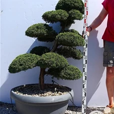 Juniperus chin.'Kishu', Gartenbonsai K16F - 100