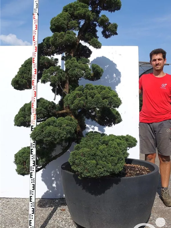 Juniperus chinensis 'Hitoigawa' Juniperus chinensis 'Hitoigawa'