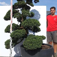 Juniperus chinensis 'Hitoigawa', Gartenbonsai NP21 - 180