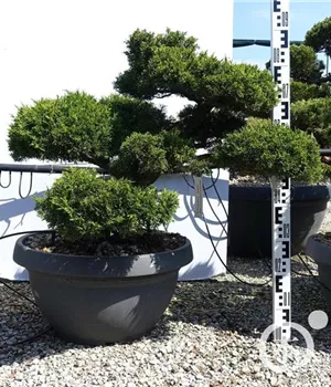 Juniperus chinensis 'Hitoigawa'