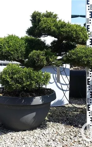 Juniperus chinensis 'Hitoigawa'