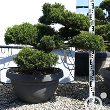 Juniperus chinensis 'Hitoigawa', Gartenbonsai NPn2 - 80