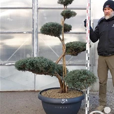 Juniperus virginiana 'Grey Owl' - Bonsai, Gartenbonsai NPjuN5A - 150
