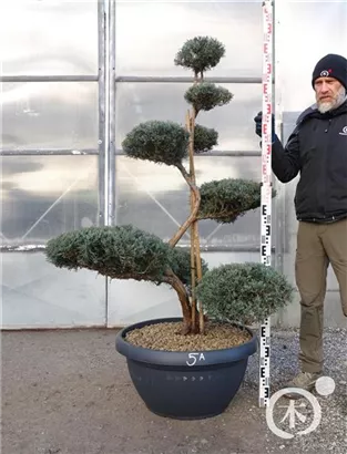 Strauchwacholder 'Grey Owl' - Juniperus virginiana 'Grey Owl' - Bonsai