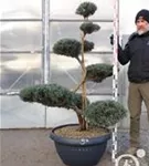 Strauchwacholder 'Grey Owl' - Juniperus virginiana 'Grey Owl' - Bonsai