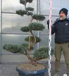 Strauchwacholder 'Grey Owl' - Juniperus virginiana 'Grey Owl' - Bonsai