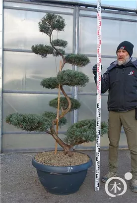 Strauchwacholder 'Grey Owl' - Juniperus virginiana 'Grey Owl' - Bonsai
