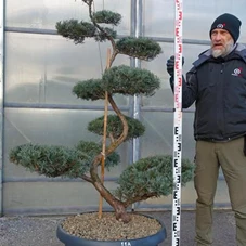 Juniperus virginiana 'Grey Owl' - Bonsai, Gartenbonsai NPjuN11A - 150
