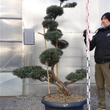 Juniperus virginiana 'Grey Owl' - Bonsai, Gartenbonsai NPjuN4A - 170
