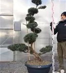 Strauchwacholder 'Grey Owl' - Juniperus virginiana 'Grey Owl' - Bonsai