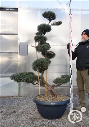 Strauchwacholder 'Grey Owl' - Juniperus virginiana 'Grey Owl' - Bonsai