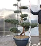 Strauchwacholder 'Grey Owl' - Juniperus virginiana 'Grey Owl' - Bonsai