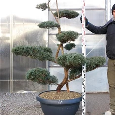 Juniperus virginiana 'Grey Owl' - Bonsai, Gartenbonsai NPjuN6A - 150