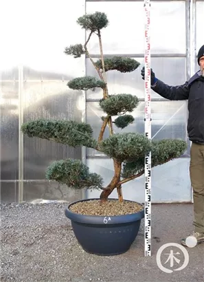 Strauchwacholder 'Grey Owl' - Juniperus virginiana 'Grey Owl' - Bonsai