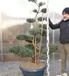 Strauchwacholder 'Grey Owl' - Juniperus virginiana 'Grey Owl' - Bonsai