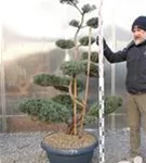 Strauchwacholder 'Grey Owl' - Juniperus virginiana 'Grey Owl' - Bonsai