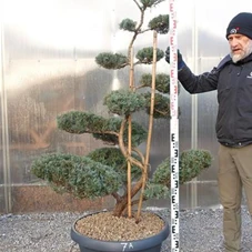 Juniperus virginiana 'Grey Owl' - Bonsai, Gartenbonsai NPjuN7A - 160