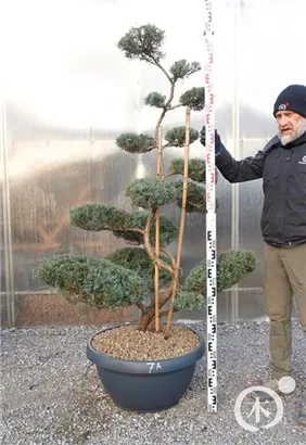 Strauchwacholder 'Grey Owl' - Juniperus virginiana 'Grey Owl' - Bonsai