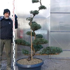 Juniperus virginiana 'Grey Owl' - Bonsai, Gartenbonsai NPjuN12A - 170