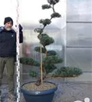 Strauchwacholder 'Grey Owl' - Juniperus virginiana 'Grey Owl' - Bonsai