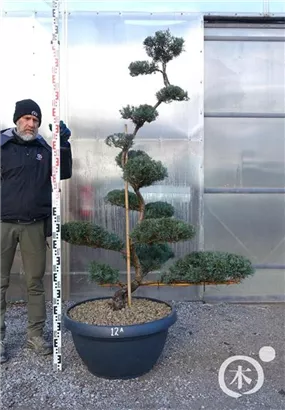 Strauchwacholder 'Grey Owl' - Juniperus virginiana 'Grey Owl' - Bonsai