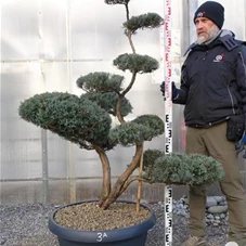 Juniperus virginiana 'Grey Owl' - Bonsai, Gartenbonsai NPjuN3A - 150