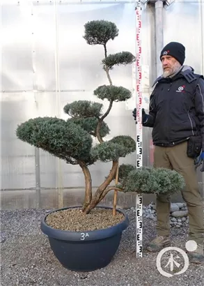 Strauchwacholder 'Grey Owl' - Juniperus virginiana 'Grey Owl' - Bonsai