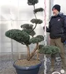 Strauchwacholder 'Grey Owl' - Juniperus virginiana 'Grey Owl' - Bonsai