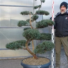 Juniperus virginiana 'Grey Owl' - Bonsai, Gartenbonsai NPjuN10A - 160