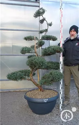 Strauchwacholder 'Grey Owl' - Juniperus virginiana 'Grey Owl' - Bonsai