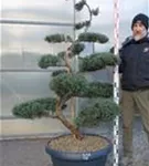 Strauchwacholder 'Grey Owl' - Juniperus virginiana 'Grey Owl' - Bonsai