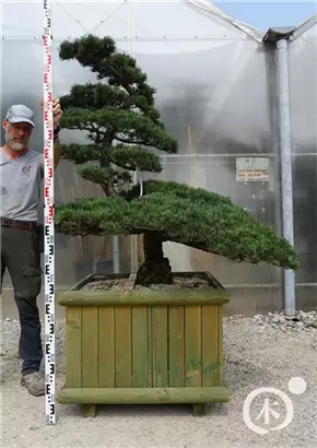 Mädchen-Kiefer - Pinus pentaphylla