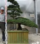 Mädchen-Kiefer - Pinus pentaphylla