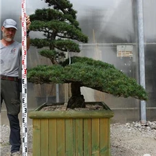 Pinus pentaphylla, Gartenbonsai Y12 - 130