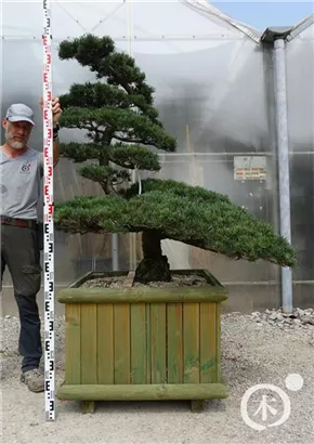 Mädchen-Kiefer - Pinus pentaphylla