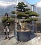 Mädchen-Kiefer - Pinus pentaphylla