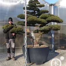 Pinus pentaphylla, Gartenbonsai YM183 - 170