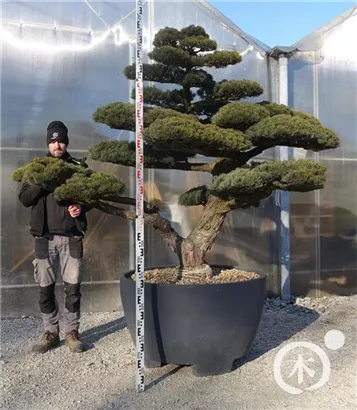 Mädchen-Kiefer - Pinus pentaphylla