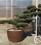 Mädchen-Kiefer - Pinus pentaphylla