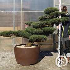 Pinus pentaphylla, Gartenbonsai NPn1 - 110