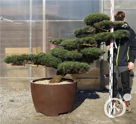 Mädchen-Kiefer - Pinus pentaphylla