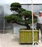 Mädchen-Kiefer - Pinus pentaphylla