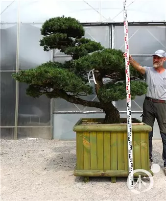Mädchen-Kiefer - Pinus pentaphylla