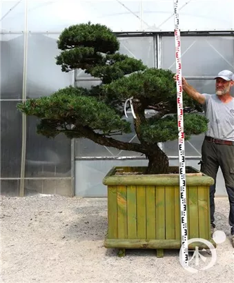 Mädchen-Kiefer - Pinus pentaphylla