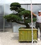 Mädchen-Kiefer - Pinus pentaphylla